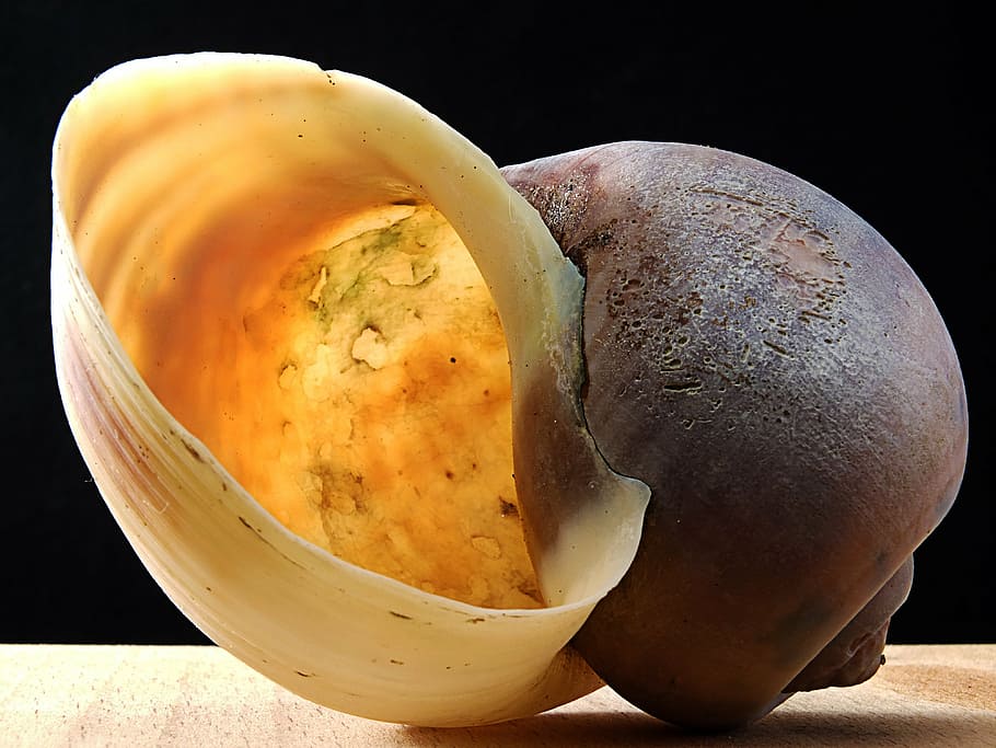 snail shell, bright, close, food, food and drink, healthy eating HD wallpaper