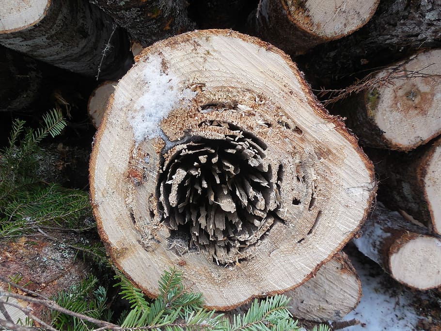 Log, Wood, Tree, Timber, Pattern, Trunk, grain, ring, pile HD wallpaper
