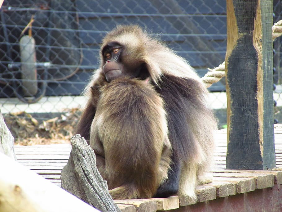 monkey, cuddle, furry, zoo, animal, mammal, wild, cuddling HD wallpaper