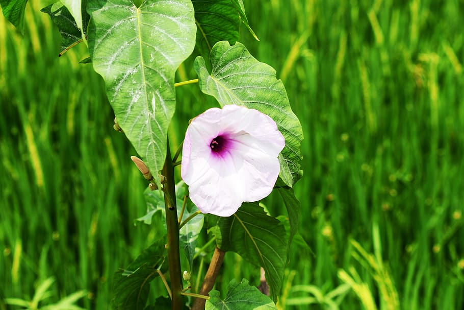 flora, nature, leaf, grass, summer, plant, flower, flowering plant HD wallpaper