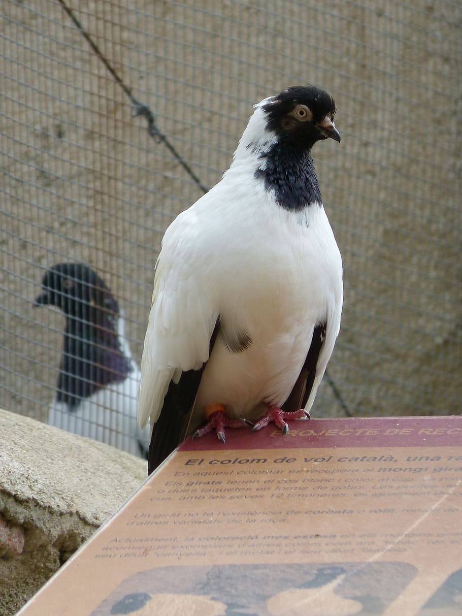 paloma, catalan flying pigeon, vol catalan colom, breed of pigeons, HD wallpaper