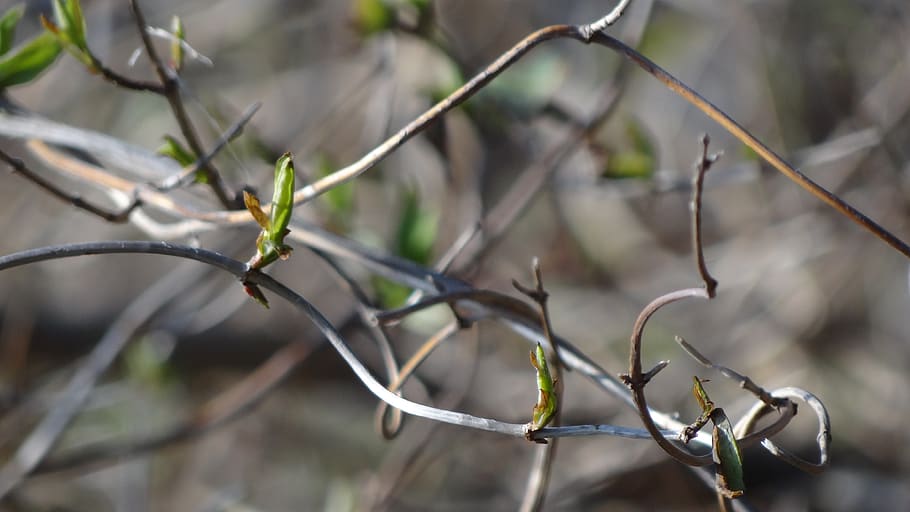spring, sprouts, plant, bud, focus on foreground, no people HD wallpaper