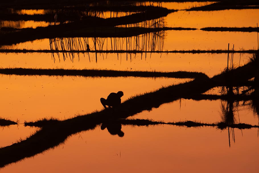 man silhouette photo, water, reflection, farmer, person, sunset HD wallpaper