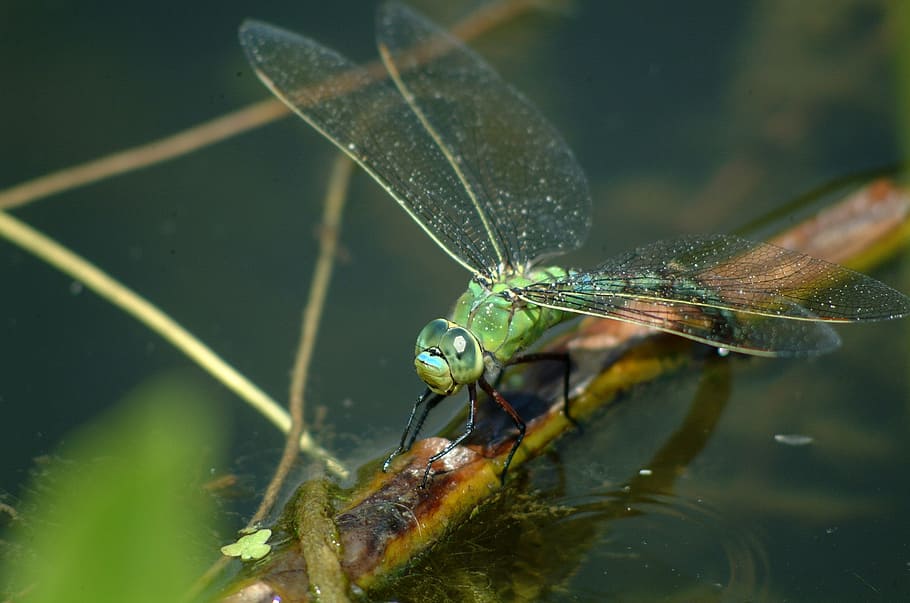 dragonfly, nature, insect, macro, green, pond, demoiselle, animal HD wallpaper