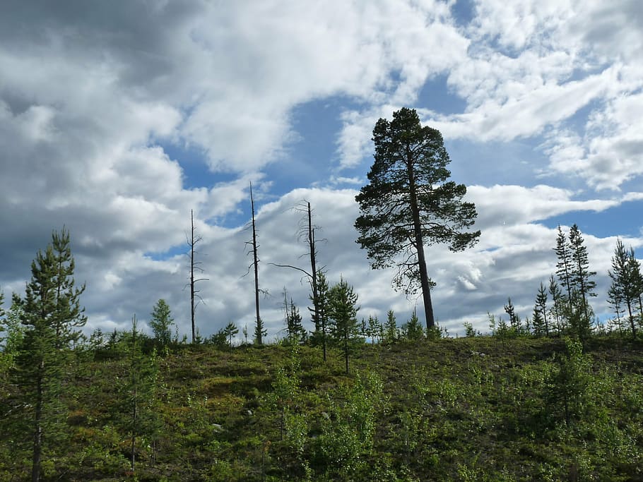 dying tree, forest, deforestation, tree stump, arid, die off HD wallpaper