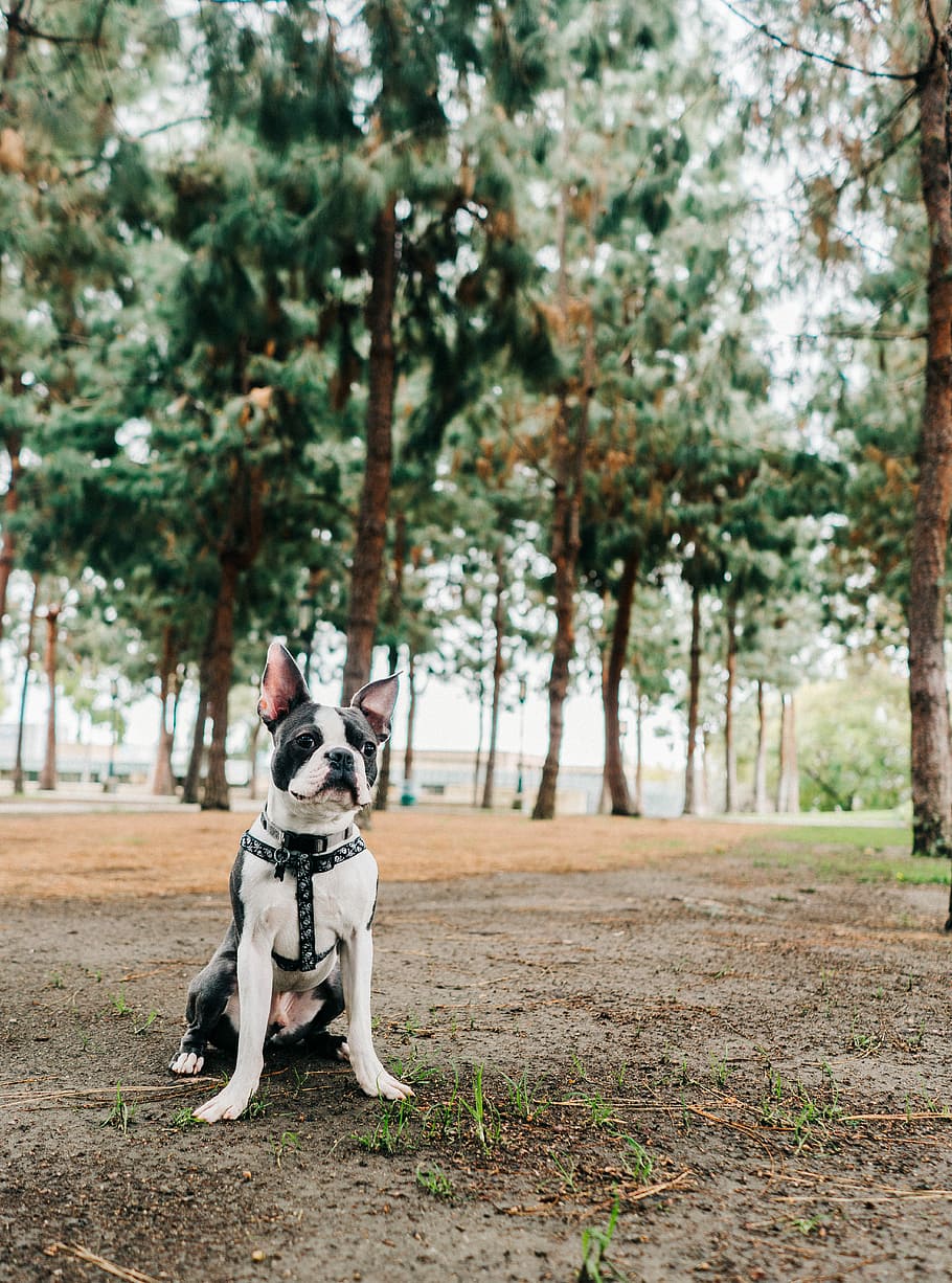 short-coated black and white dog, black and white Boston terrier sitting on ground near tall trees at daytime HD wallpaper