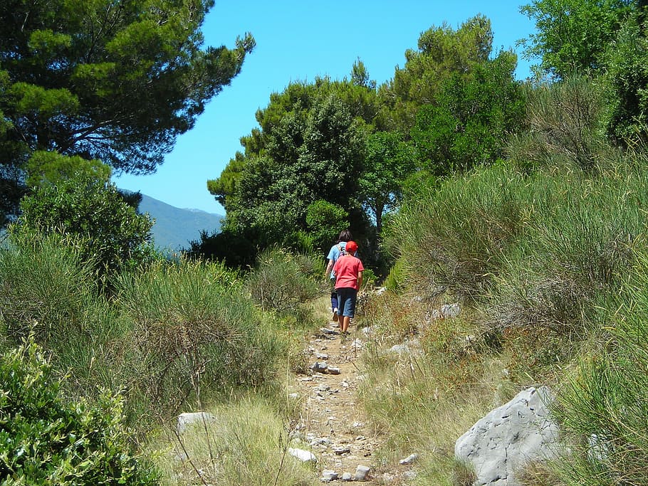 mountain, trail, hiking, green, forest, wwf, plant, tree, real people HD wallpaper