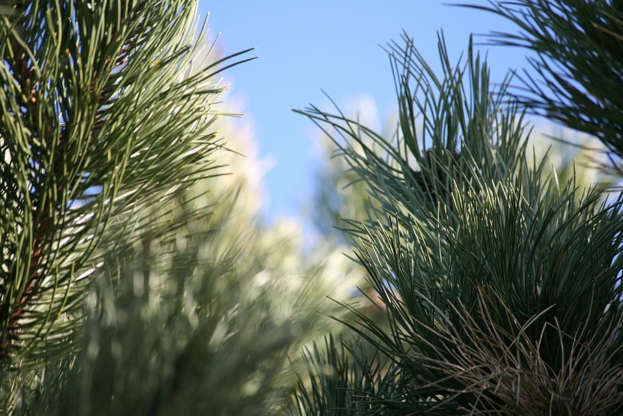 pine, pine tree, nature, blue sky, light, natural, forest, green HD wallpaper