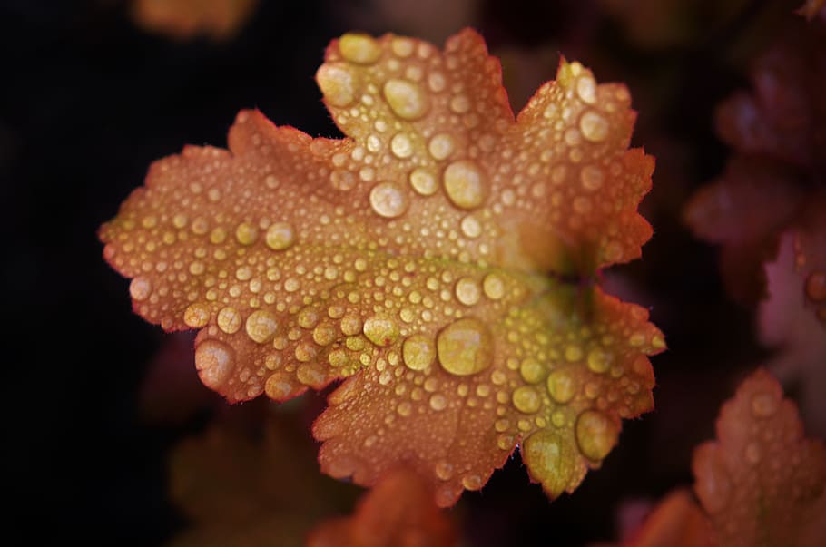 water dew on orange leaf, drops, green, nature, plant, natural HD wallpaper
