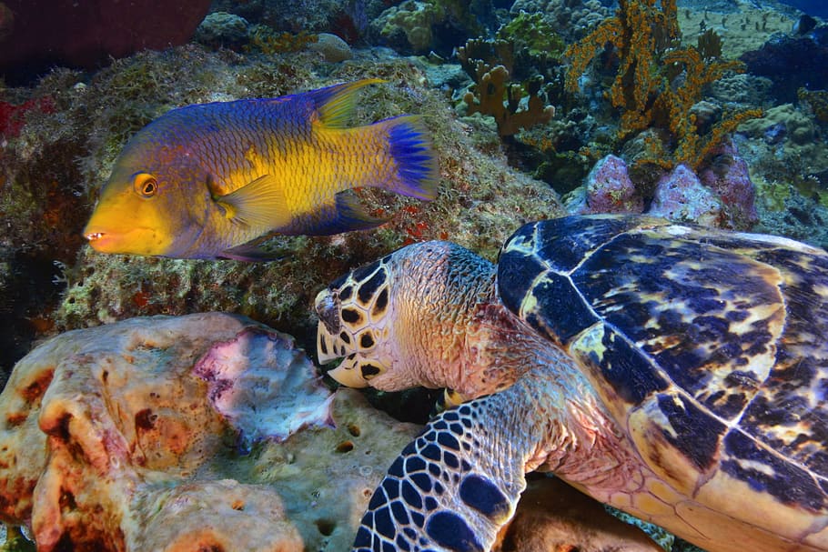 fish, diving, seabed, reef, animal themes, animal wildlife HD wallpaper