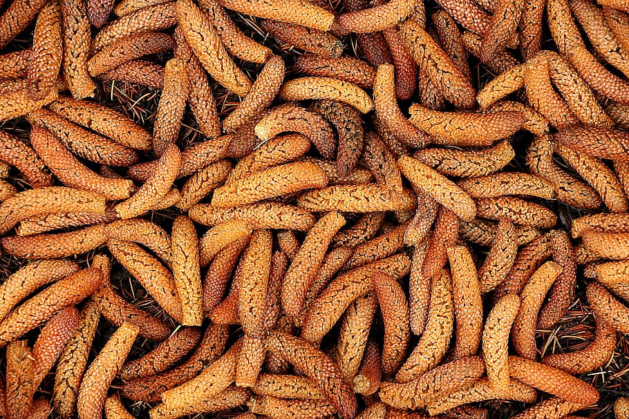 cedar seeds, tree, conifer, plant, nature, needles, close, pine greenhouse HD wallpaper