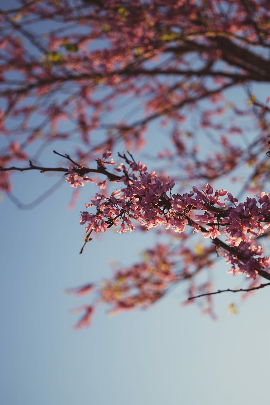 pink plant close-up photography, selective focus photography of pink cherry blossom tree HD wallpaper