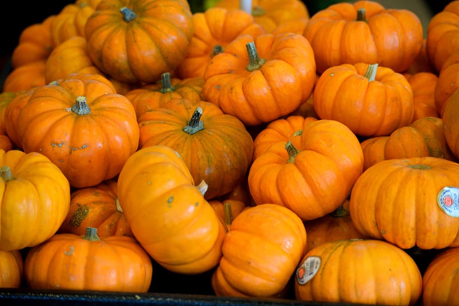 pumpkins, vegetable, food, orange color, autumn, harvest, fall, HD wallpaper