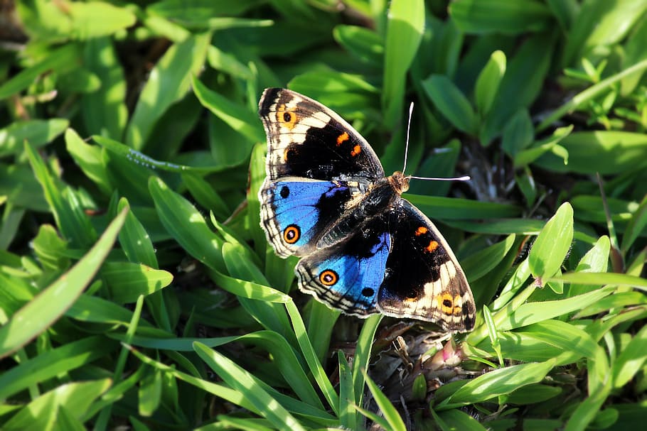 butterfly, macro, insect, natural, wing, spring, colorful, garden HD wallpaper