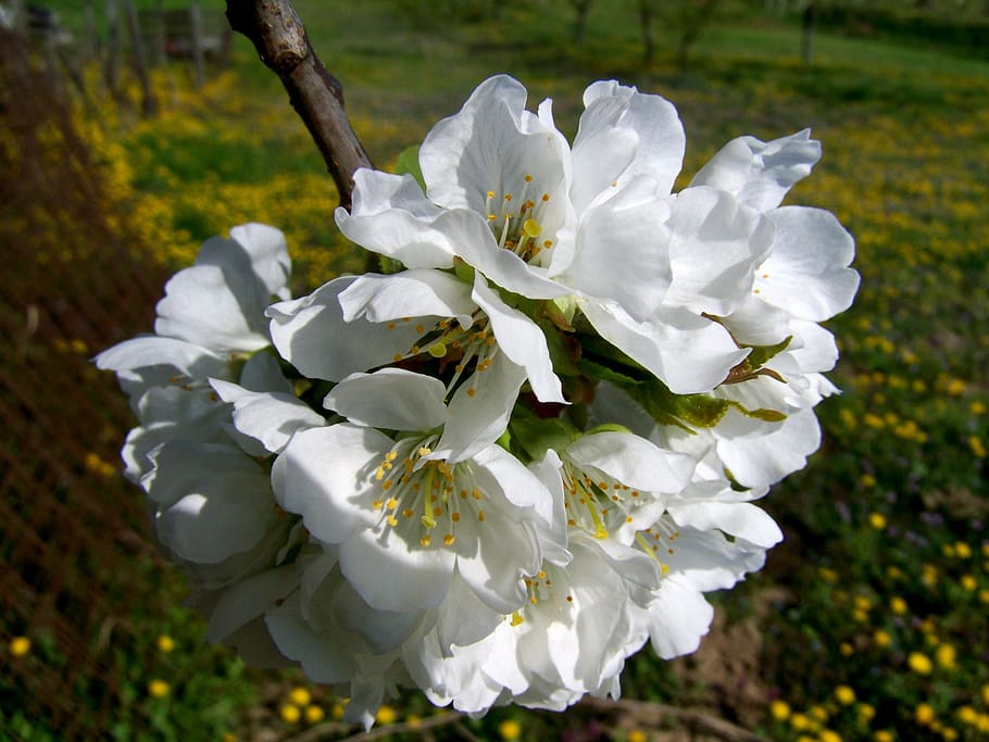 flowering cherry tree, white flower, fruit tree, spring, flowering plant HD wallpaper