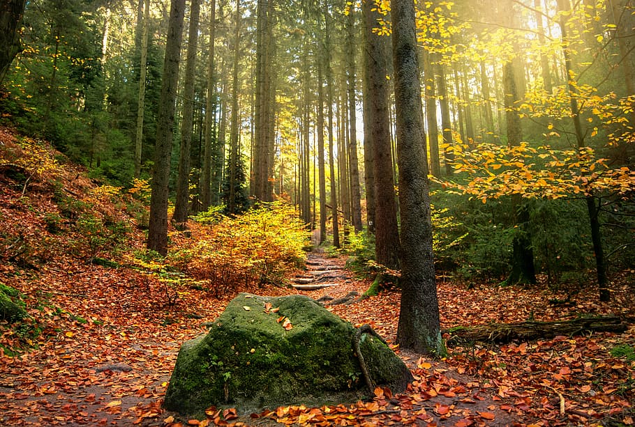 green trees and rock during daytime, forest, light beam, sun HD wallpaper