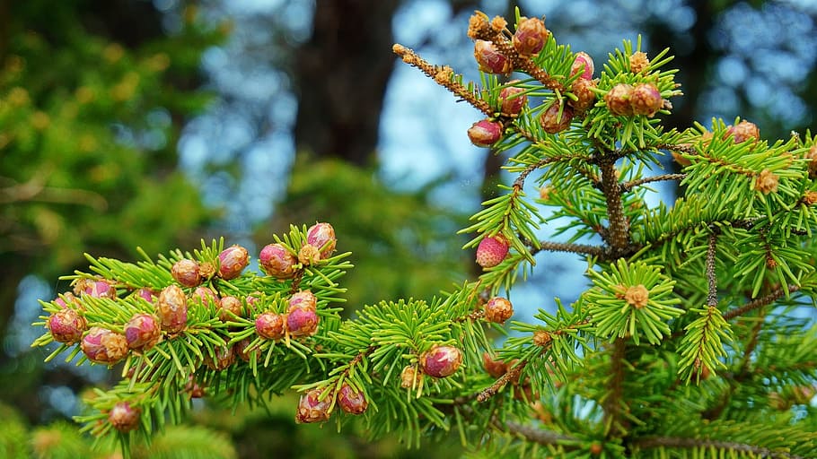 spring, spruce, color, plant, tree, focus on foreground, growth HD wallpaper