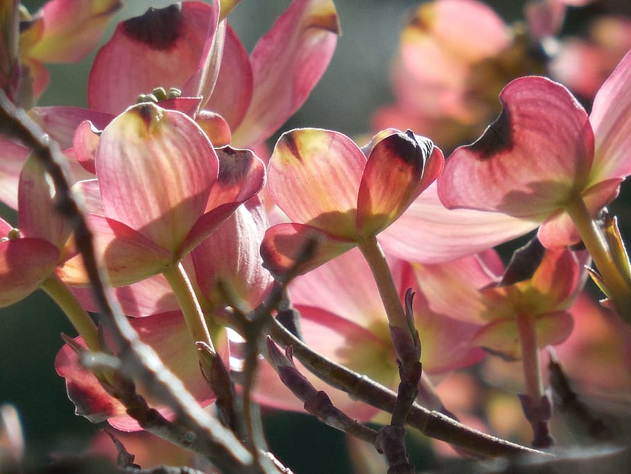 tree, dogwood, spring, nature, flower, green, season, blooming HD wallpaper