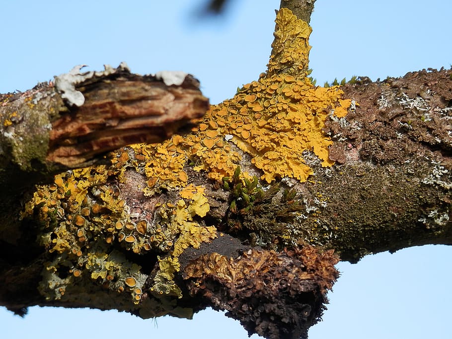 Branch, Nature, Lichen, Tree, Yellow, no people, the natural world HD wallpaper