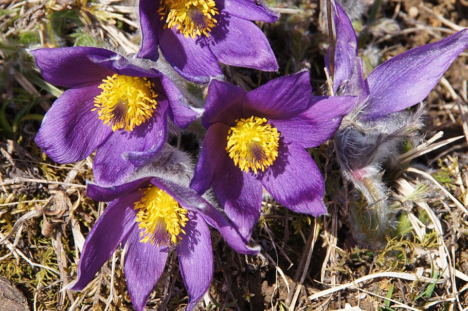pasque flower, spring, april, flowering plant, freshness, fragility HD wallpaper