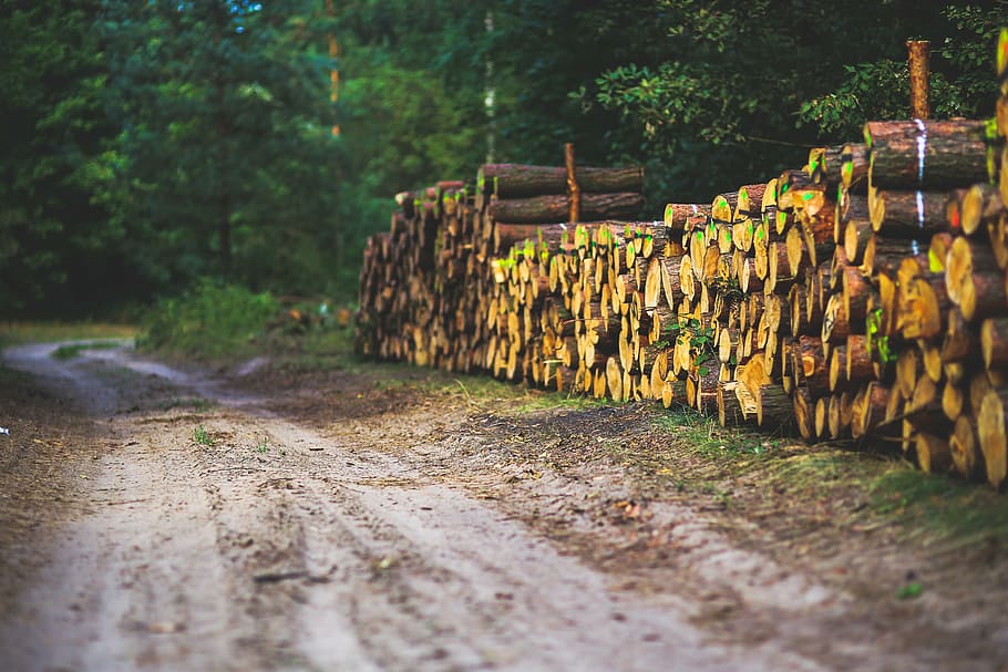 road, way, path, forest, woods, logger, wood - Material, tree HD wallpaper