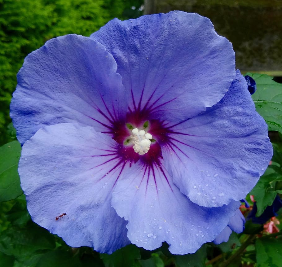 blossom, bloom, close, violet, plant, flower, purple, fragility HD wallpaper
