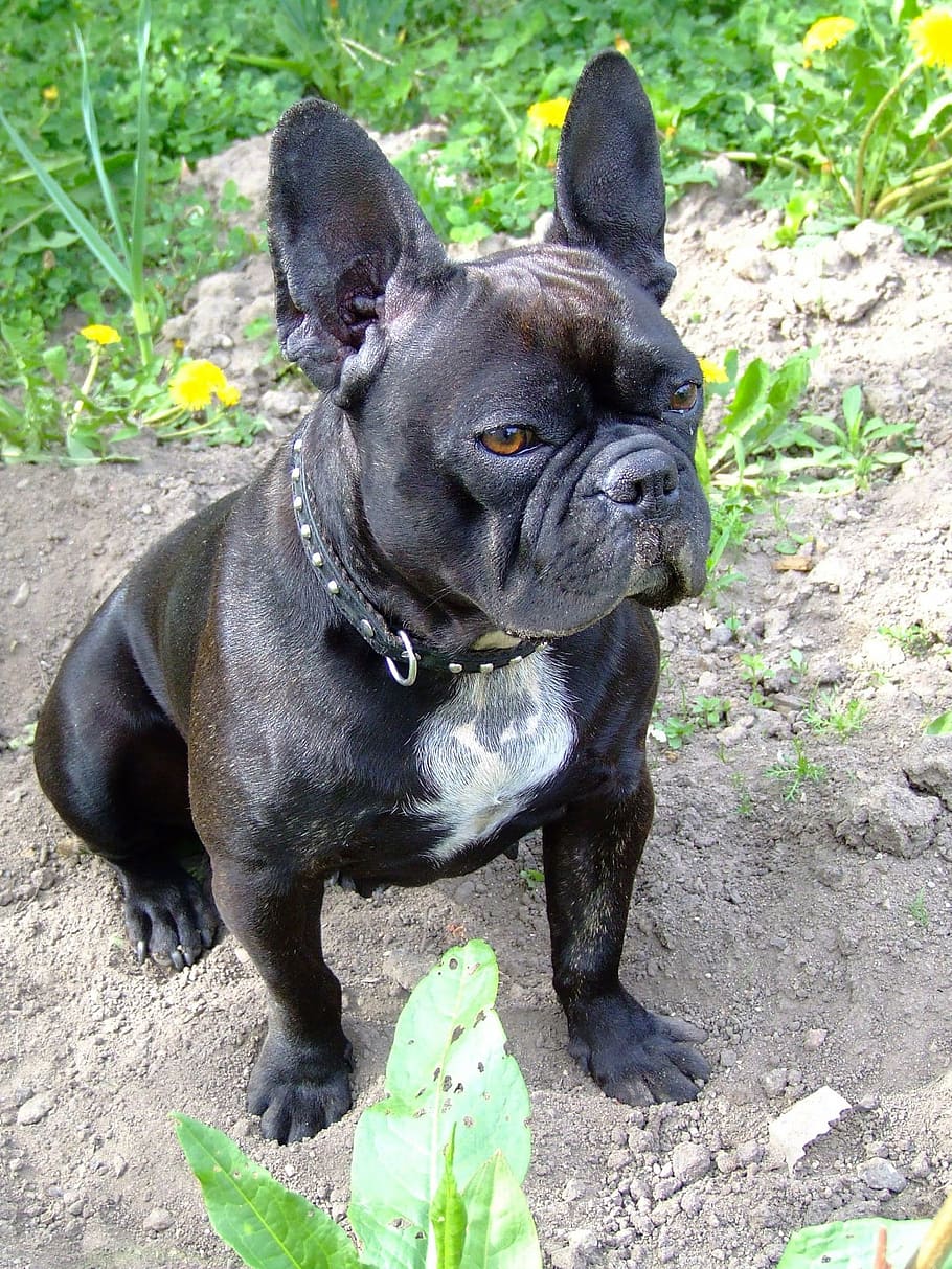 HD wallpaper black French Bulldog, doggy, adorable, cute
