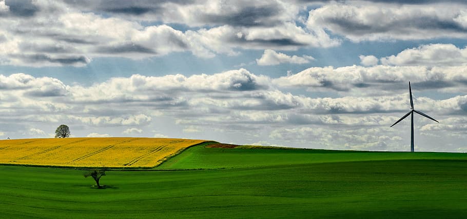 green grass field, fields, oilseed rape, yellow, landscape HD wallpaper