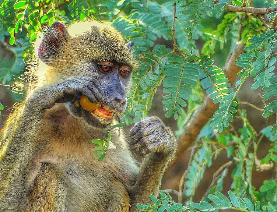 Monkey, Jungle, Nature, animals in the wild, animal wildlife HD wallpaper