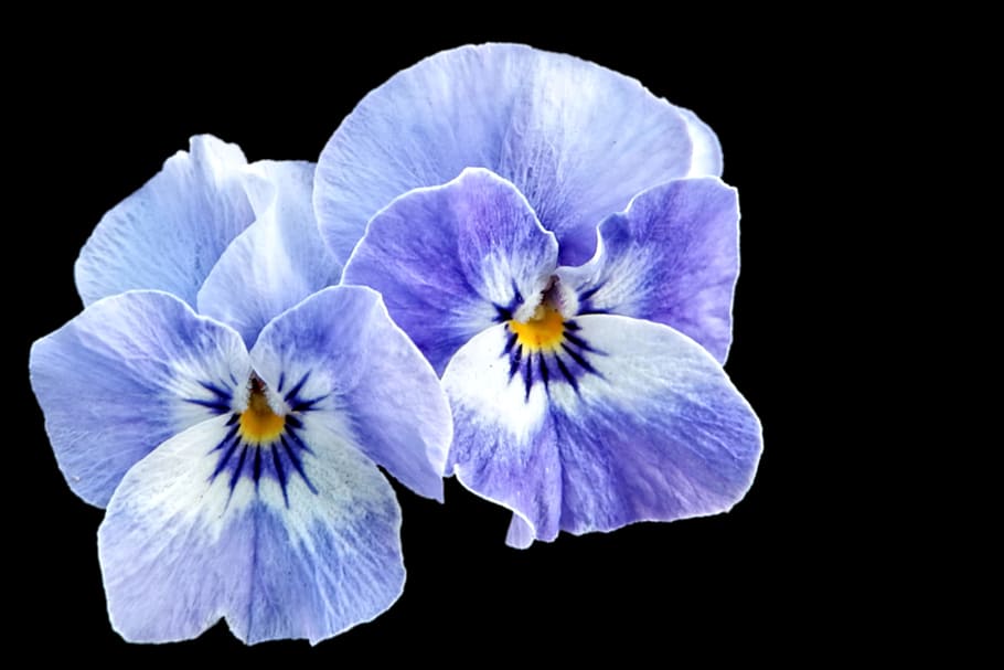 two white-and-blue 5-petaled flowers, pansy, spring, violet HD wallpaper