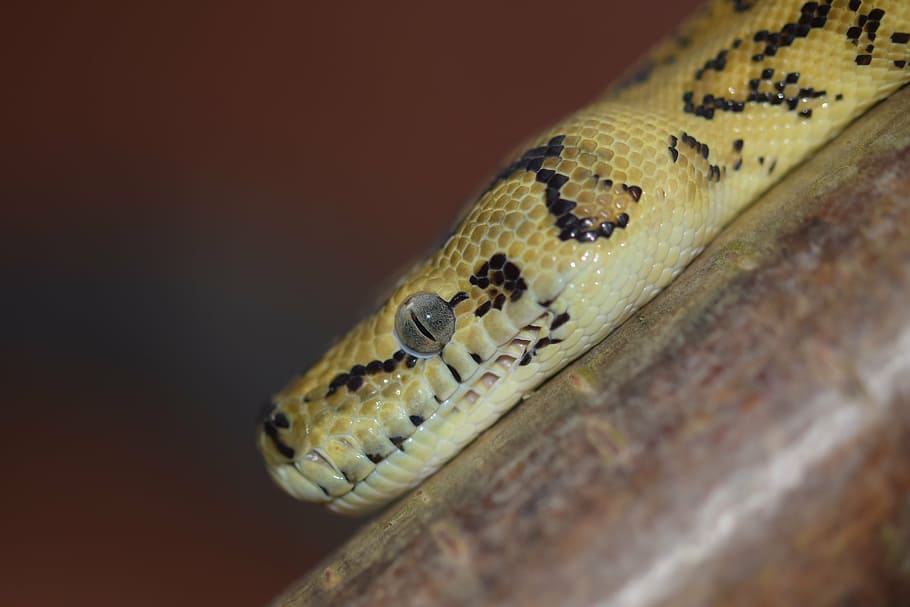 snake, head, yellow black, python, reptile, animal, constrictor, HD wallpaper