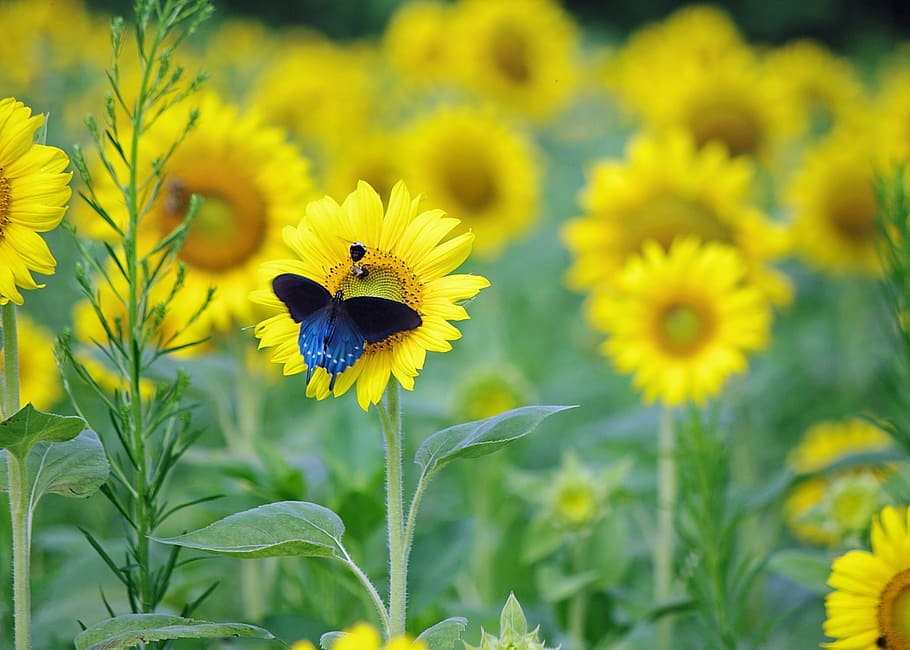 selective focus photo of blue and black swallowtail butterfly perching on yellow sunflower at daytime