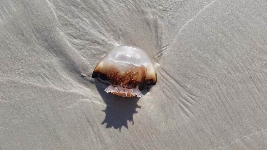jellyfish, beach, florida, one animal, animal themes, sea, animal wildlife HD wallpaper