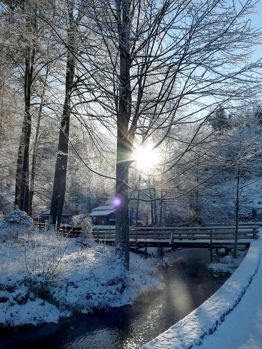 Winter, Snow, Wintry, Back Light, Trees, cold - Temperature HD wallpaper