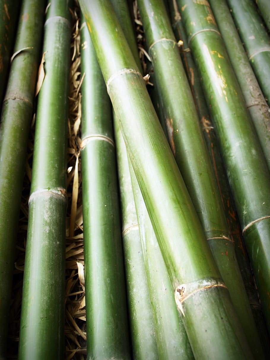 bamboo, forest, japan, background, tree, outdoor, decoration HD wallpaper