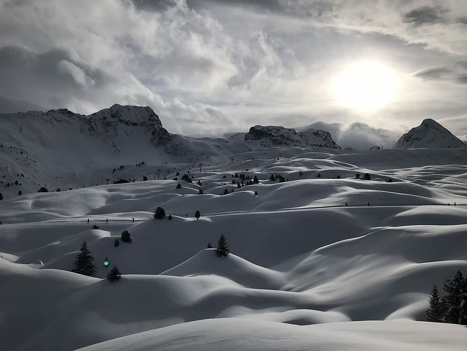 snowfield during golden hour, snow filled land with pine trees HD wallpaper
