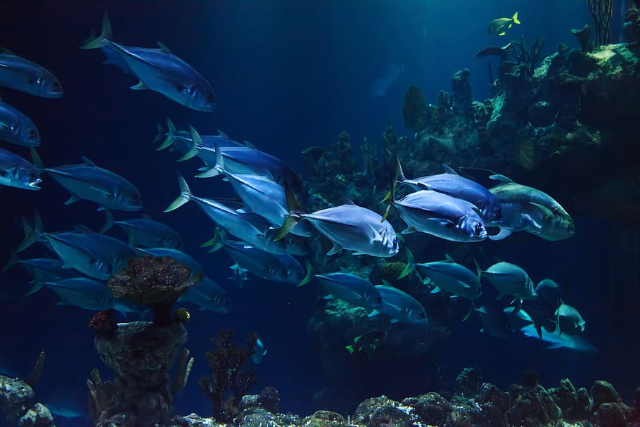 Ocean aquarium 1080P, 2K, 4K, 5K HD wallpapers free download | Wallpaper  Flare