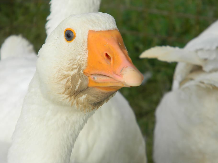 Duck, Nature, Bird, beak, animal themes, animal body part, animals in the wild HD wallpaper
