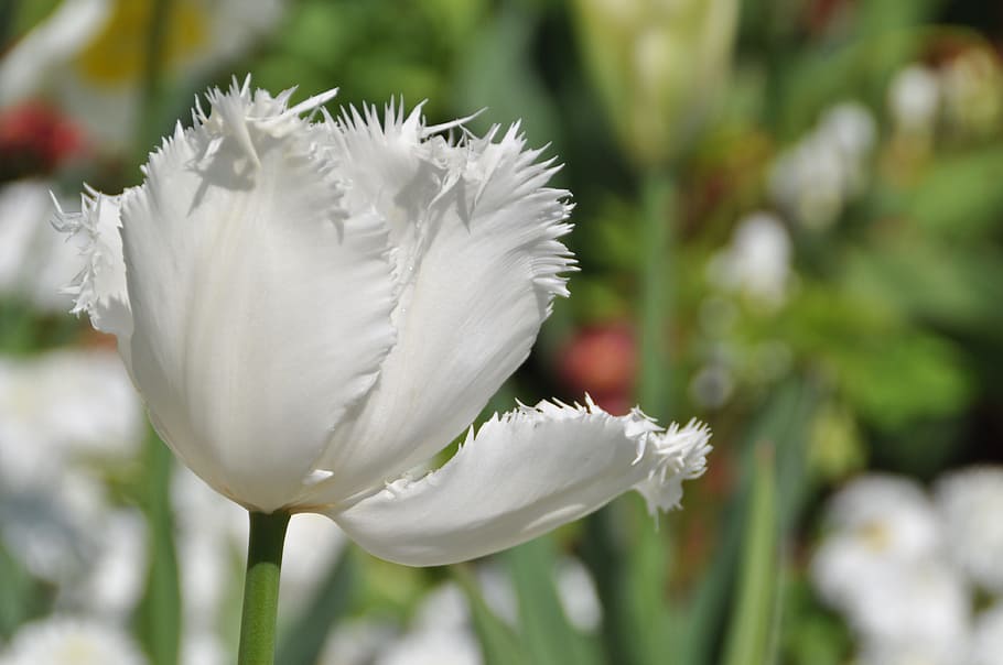 Tulip, White, Spring, Blossom, Bloom, noble tulip, flower, nature HD wallpaper