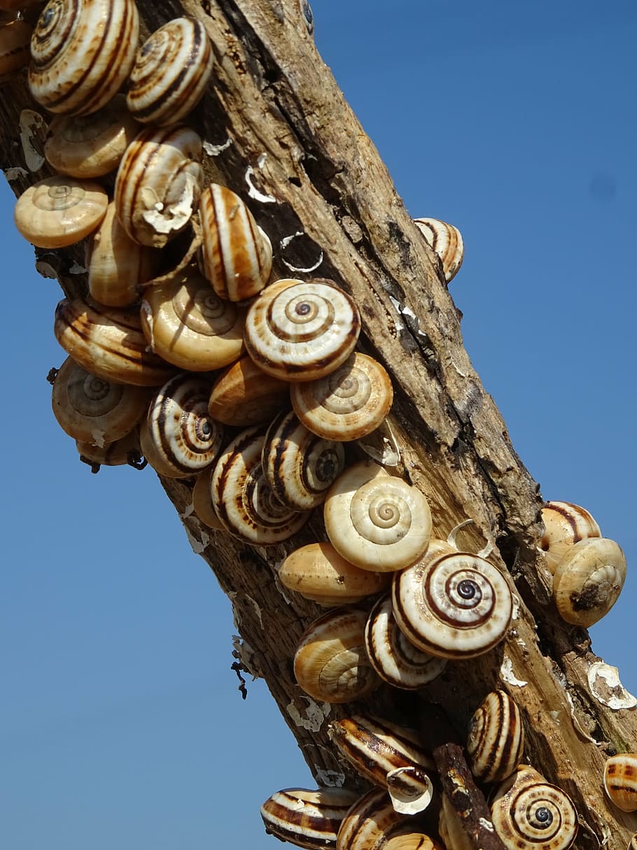 snails, branch, snail shell, nature, sky, no people, clear sky HD wallpaper