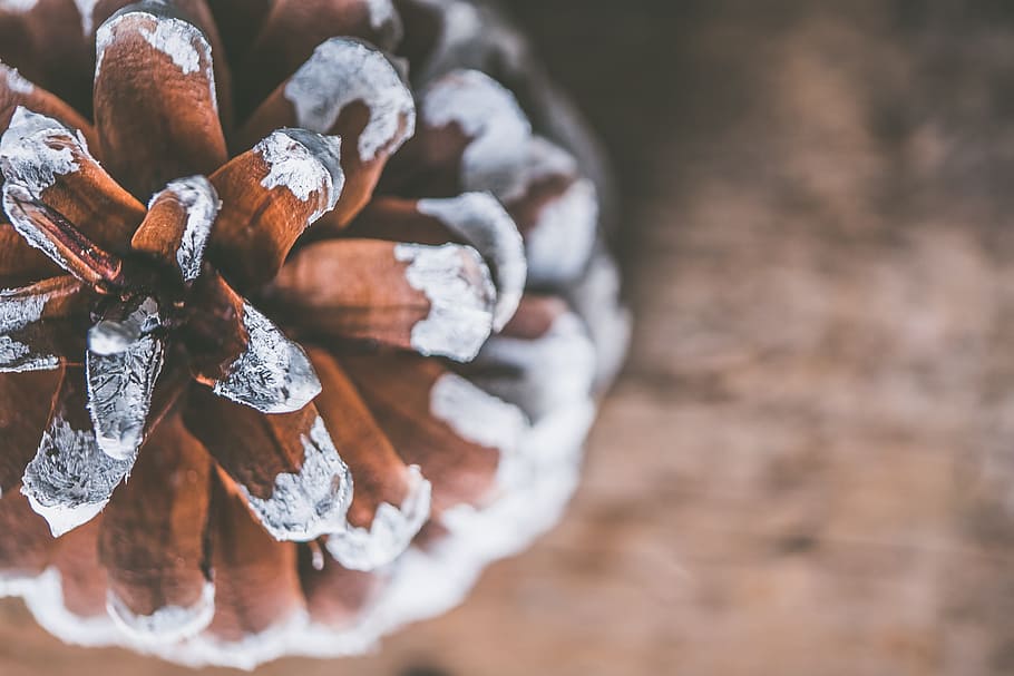 Brown Cone Pine in Tilt Photography, background, blur, blurred background HD wallpaper