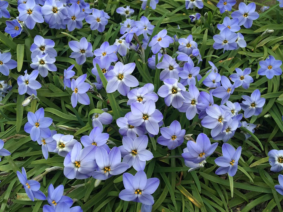 star flower, blue, spring, nature, garden, blooming, landscape HD wallpaper