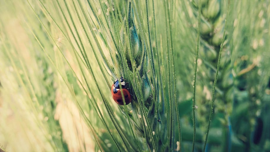 Ladybug on Wheat, red ladybug, ladybird, nature, plant, green Color HD wallpaper