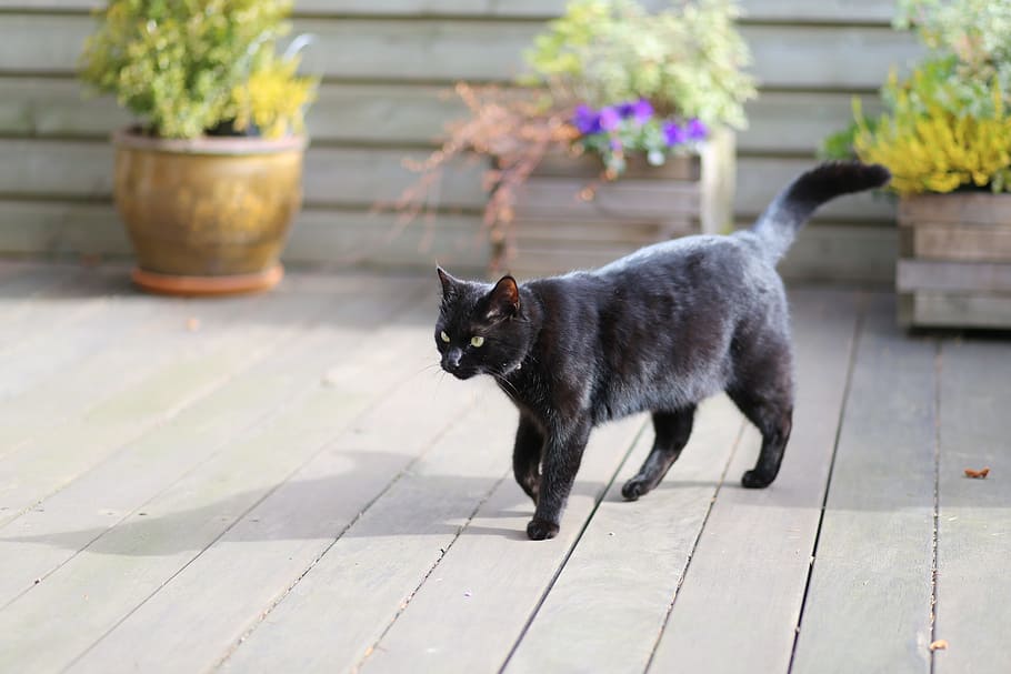 black cat walking near three potted plants, witch, domestic HD wallpaper