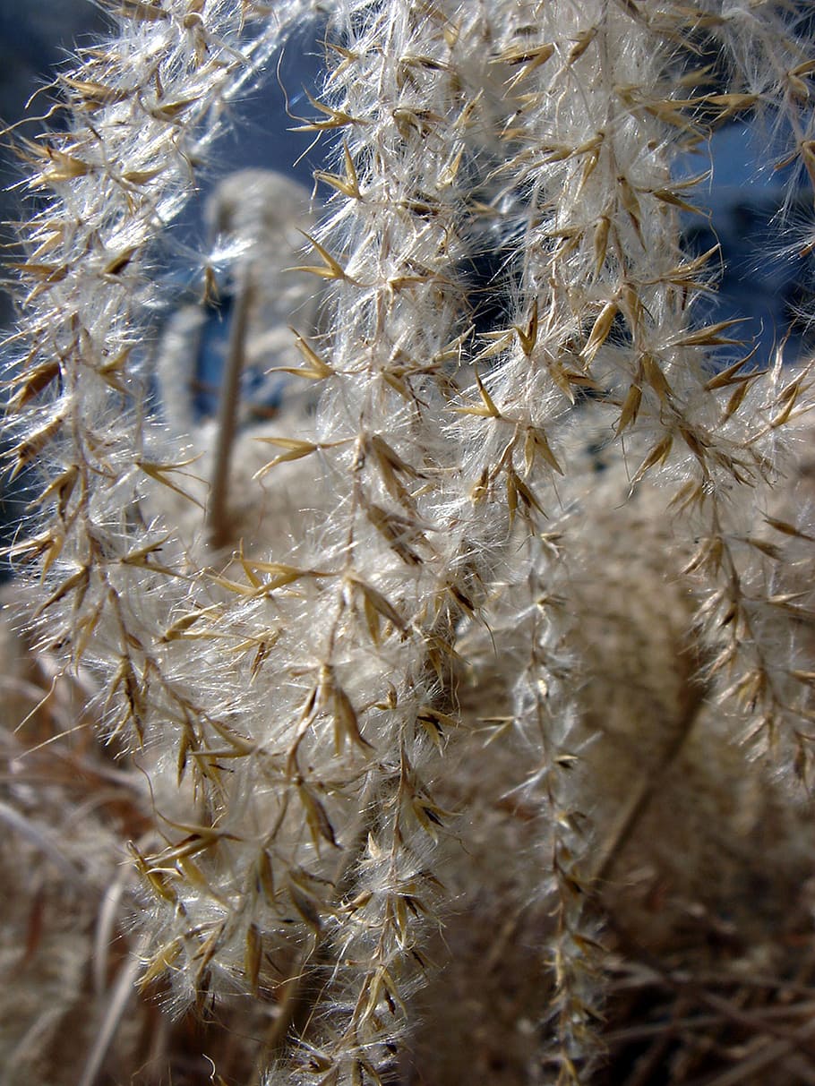 grass, dry, fluff, garden, detail, plant, close-up, growth HD wallpaper