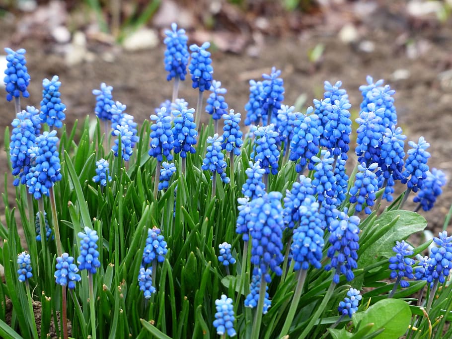 Muscari, Common, Grape Hyacinth, Blossom, common grape hyacinth