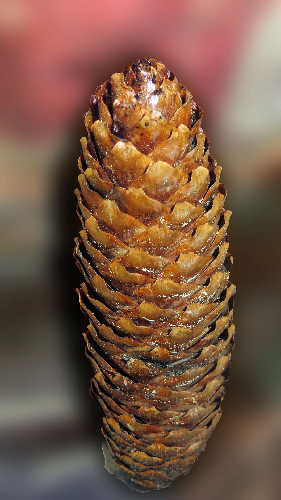 Pine Cones, Tree, Fruit, Decoration, tree fruit, forest, grove HD wallpaper