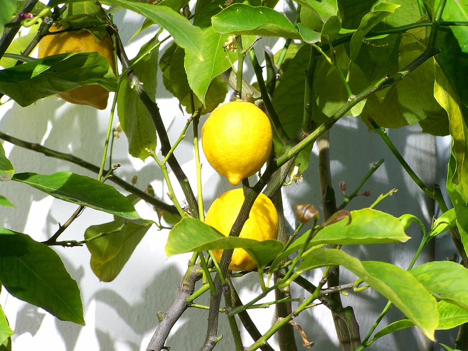with lemon, fruit, leaf, plant part, tree, healthy eating, food HD wallpaper