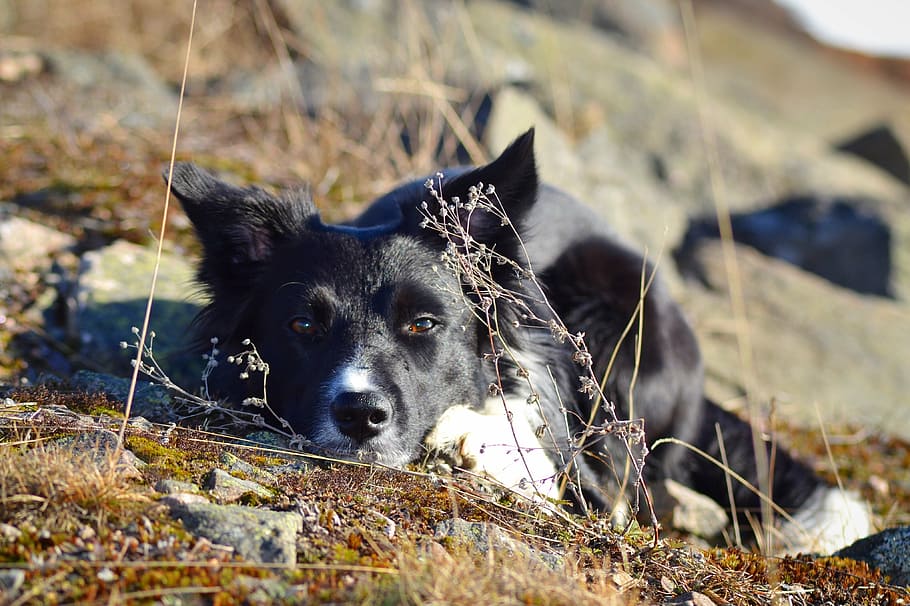 dog, border collie, sorry, landscape, one animal, domestic animals, HD wallpaper