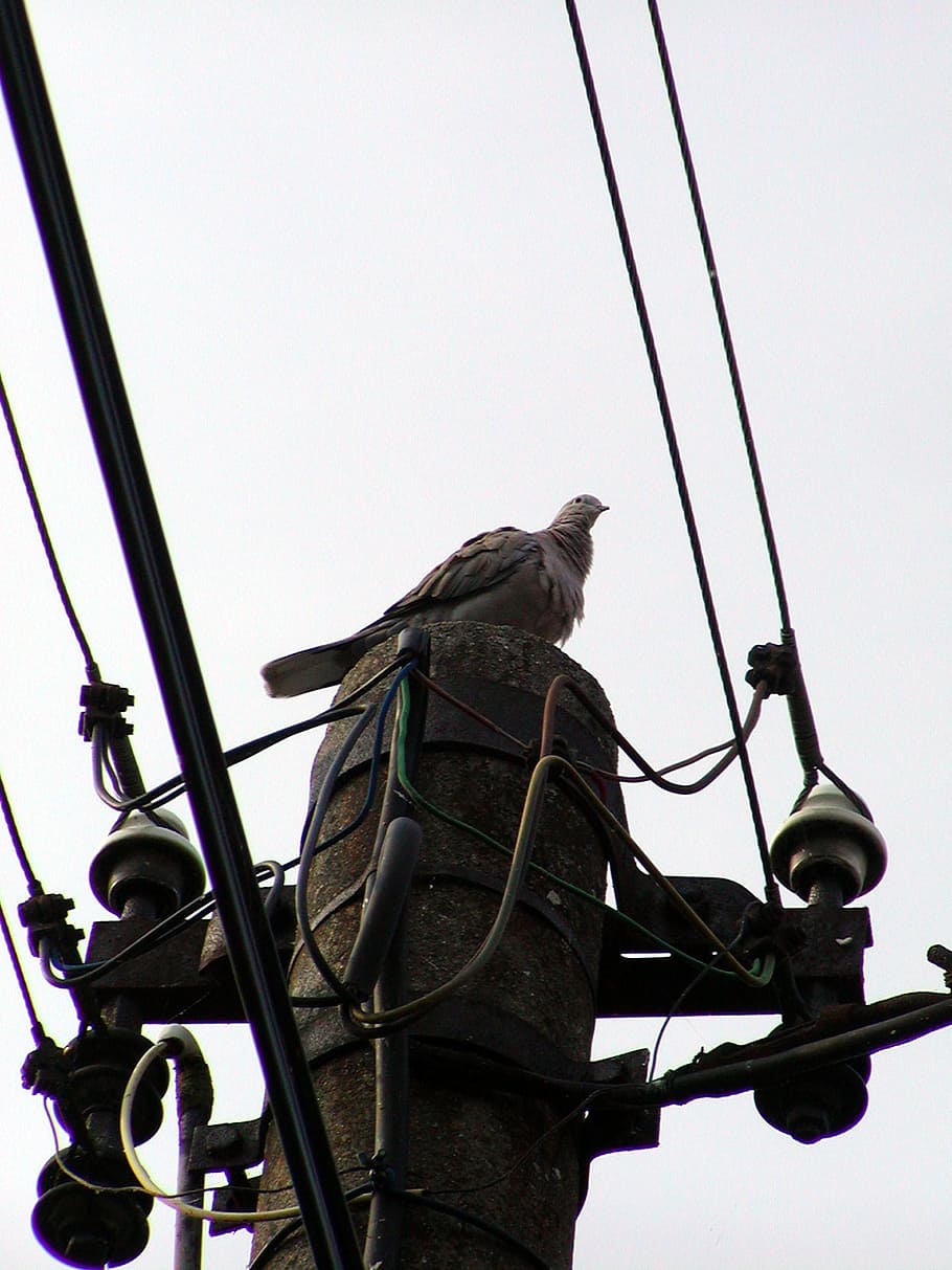 column, wire, electricity, bird, pigeon, risk, rest, sky, clear sky HD wallpaper